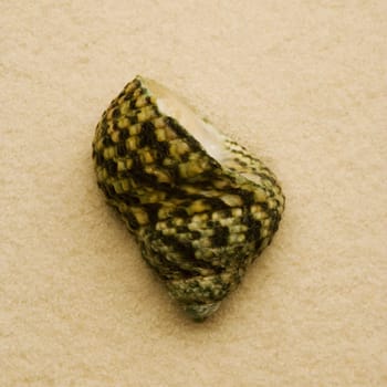 Seashell