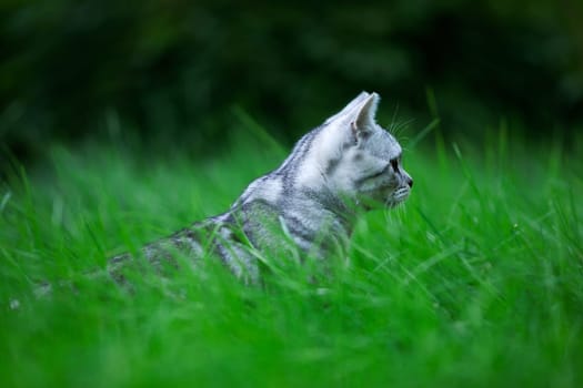Cat I
