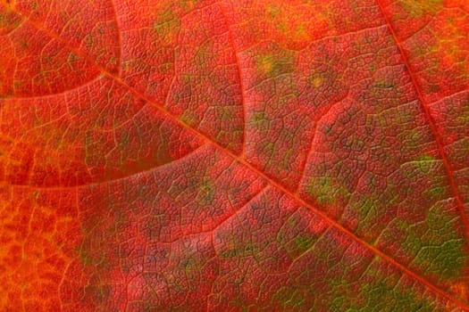 Maple Leaf Background