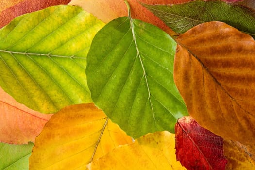 background of autumn leaves