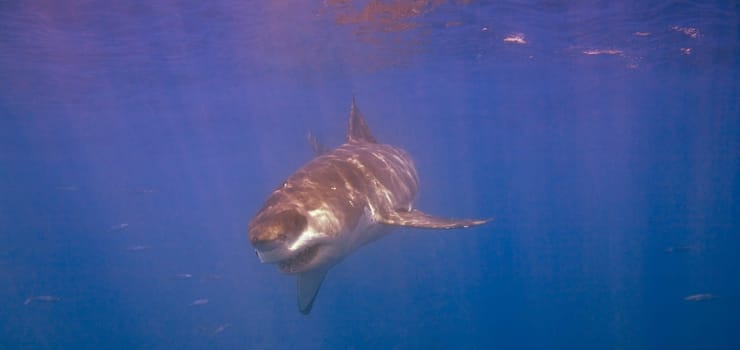 Great White Shark