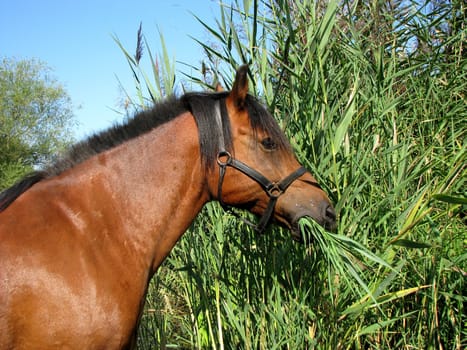 Horse in the reeds