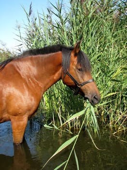 Horse in the water