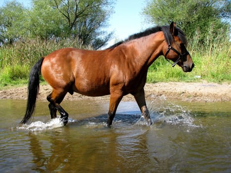 Horse in the water