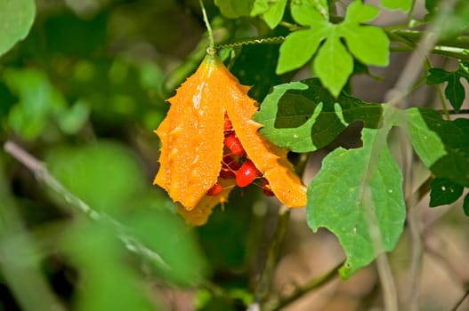 Lipstick plant