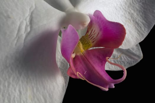 Orchid