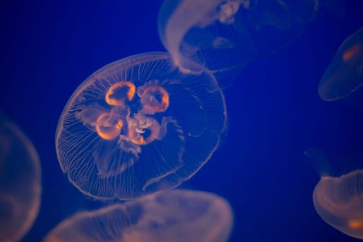 Moon Jellyfish
