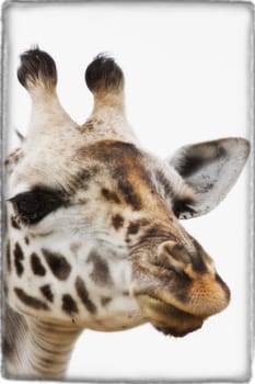 Portrait of African Giraffe