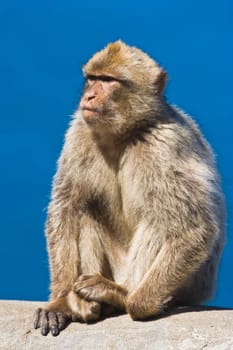 Gibraltar Barbary Macaque (Macaca sylvanus)