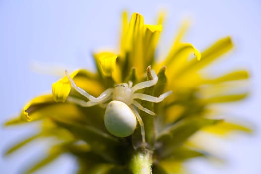 Close up of spider on dandelion