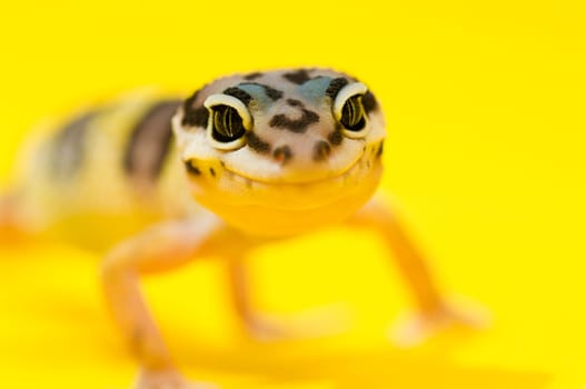 Baby Leopard Gecko