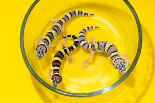 Baby Leopard Geckos In A Glass Container