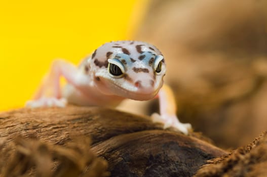 Baby Leopard Gecko
