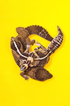 African Fat-Tailed Geckos