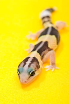 African Fat-Tailed Gecko