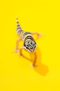 Baby Leopard Gecko