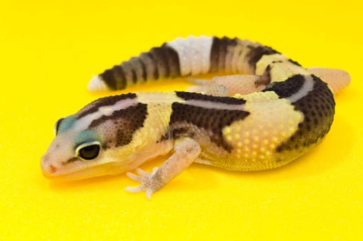 African Fat-Tailed Gecko
