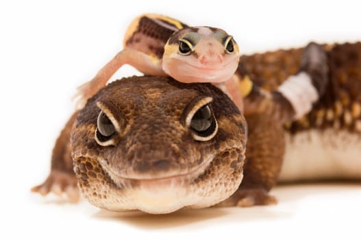African Fat-Tailed Geckos