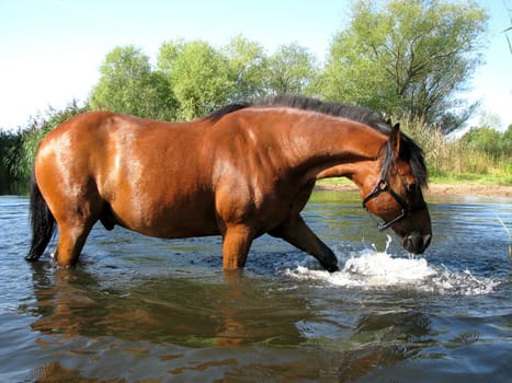 Horse in the water