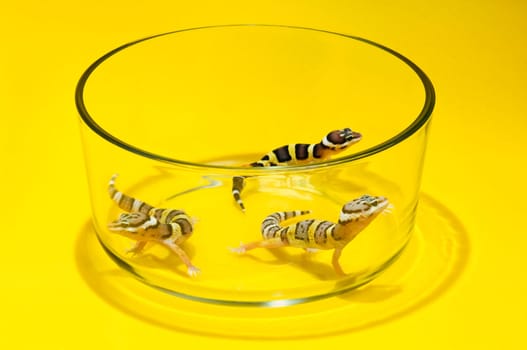 Baby Leopard Geckos In A Glass Container