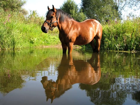 Horse in the water