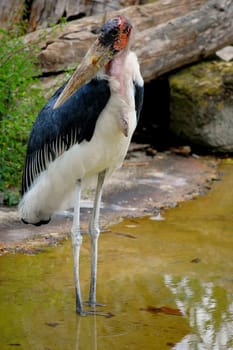 Marabou stork