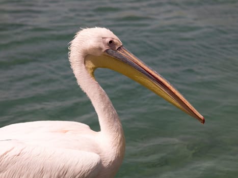 White pelican