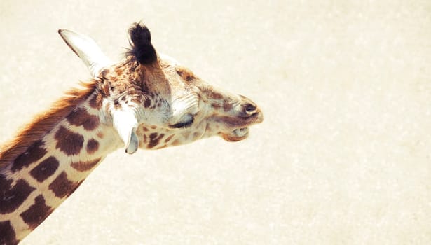 A giraffe
