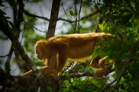 Golden-mantled Howling Monkey (Alouatta palliata palliata)