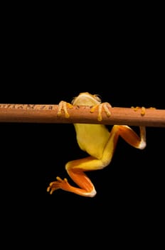 Swamp frog (Limnonectes Leytensis)