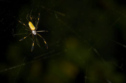 Golden silk spider
