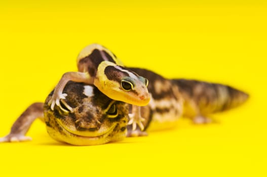 Baby African Fat-tailed Gecko lying on top of its parent