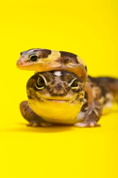 Baby African Fat-tailed Gecko lying on top of its parent