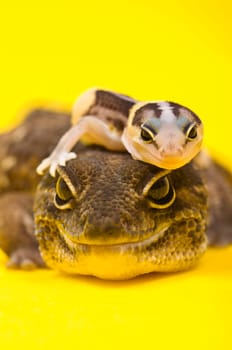 Baby African Fat-tailed Gecko lying on top of its parent