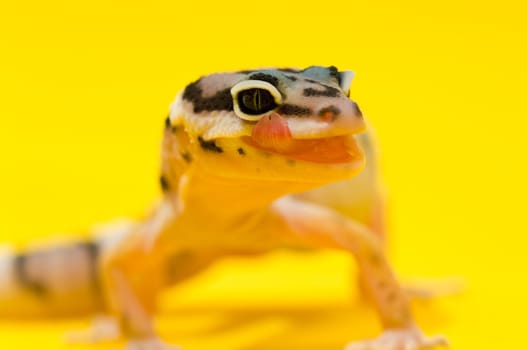 Baby Leopard Gecko licking its lips
