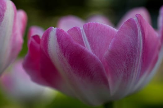Waterloo, Quebec, Canada Close-up of pink tulip