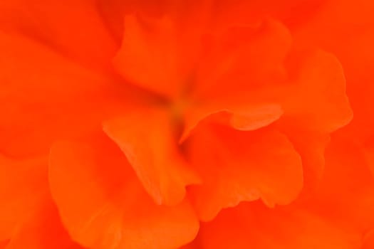 Waterloo, Quebec, Canada Close-up of red begonia