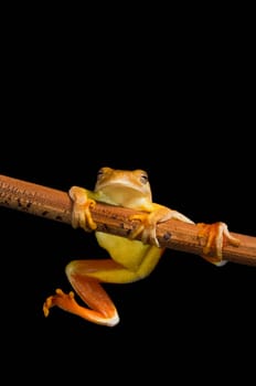 Swamp frog (Limnonectes Leytensis)
