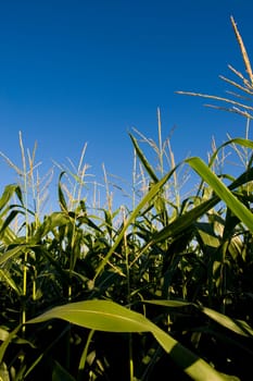 Muskoka, Ontario, Canada Corn field