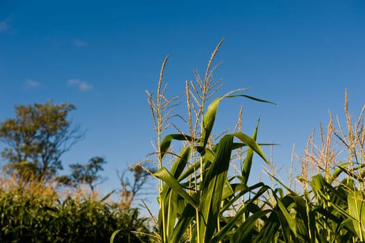 Muskoka, Ontario, Canada Corn field