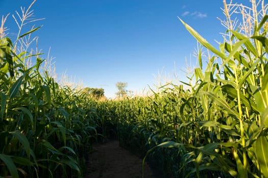 Corn field, Muskoka, Ontario, Canada
