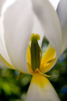 Waterloo, Quebec, Canada Close-up of white tulip
