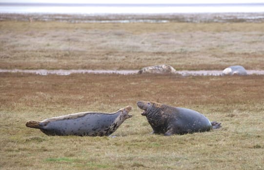 Gray Seal (Halichoerus grypus), Donna Nook, Lincolnshire, England Adult seal communicating