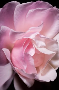 Blooming pink rose
