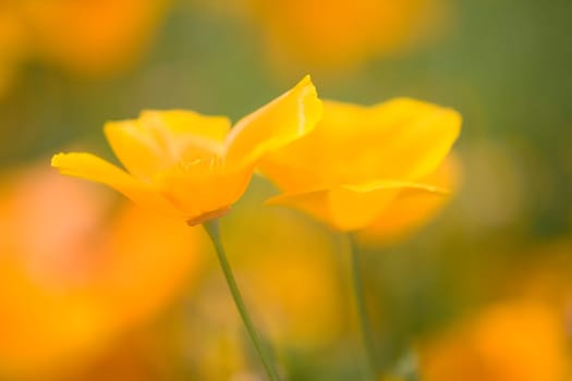 Yellow poppy flower, Mount Hood, Oregon, USA
