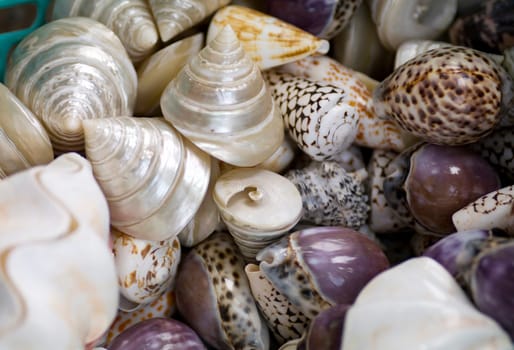 Shells