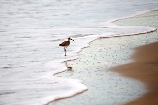 Puerto Vallarta, Mexico Bird on the beach