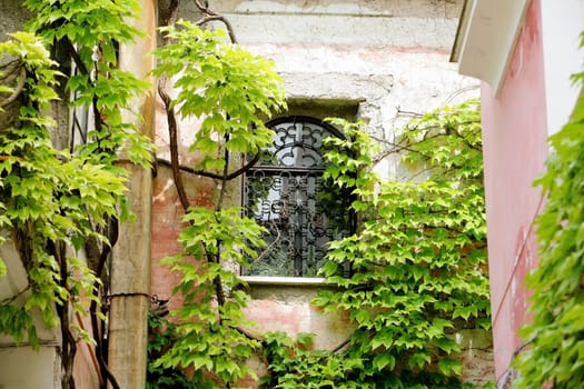 Ravello, Italy Wall with ivy