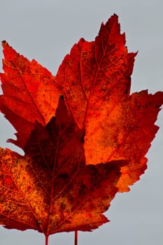 Two red maple leaves