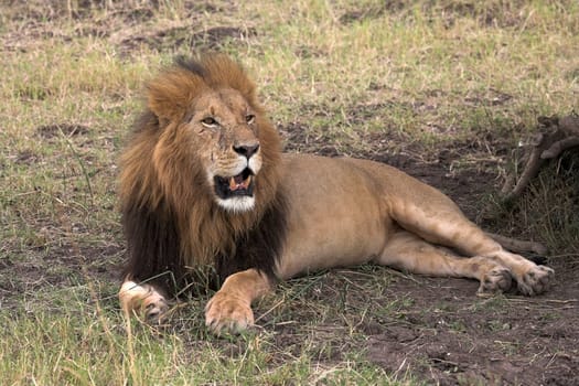 Lion Resting, Masai Mara, Kenya Lion laying on grass in the shade